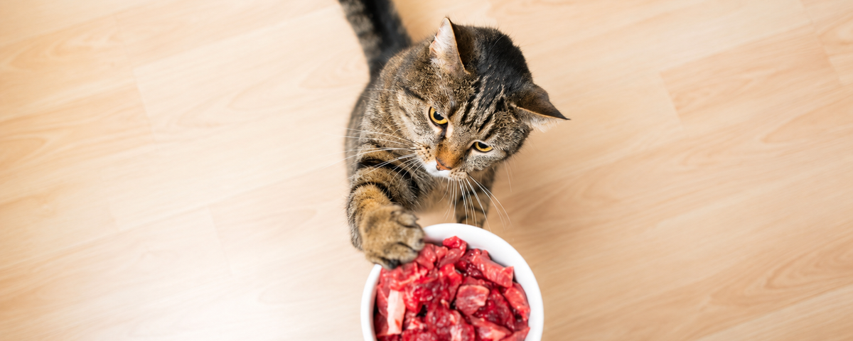 Cat looking at food on a kitchen table