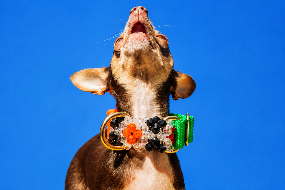 Expert Explains Why Traditional Dog Collars Can Restrict Your Dog's Breathing 