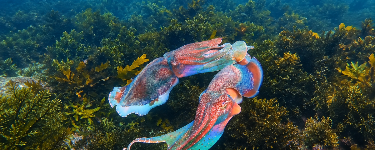 Octopus camouflaging against coral reef