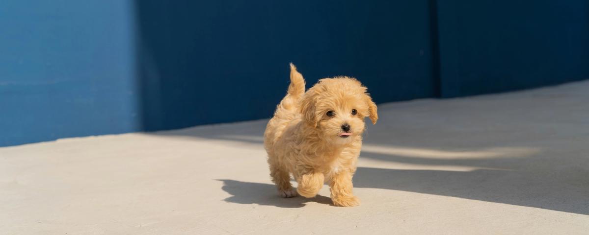 adopting a dog in gurgaon