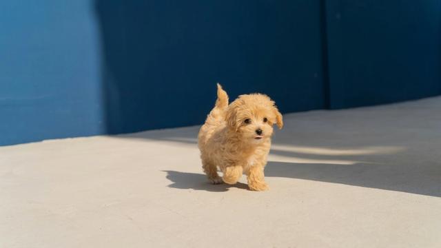 adopting a dog in gurgaon