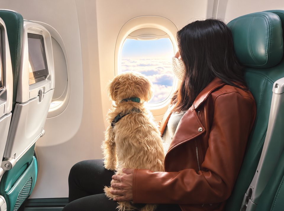Travelling with Your Pet by Train or Flight in India: The 2026 Rulebook 