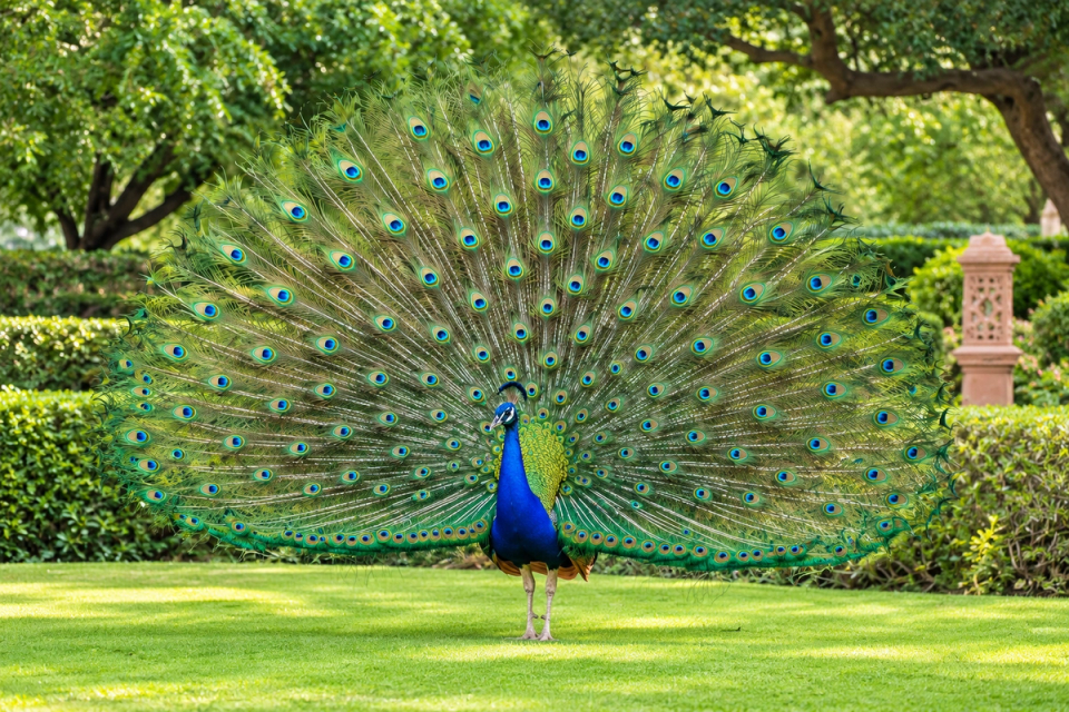 Peacocks in Indian Neighbourhoods: Legal Status and What to Do If One Visits Your Society 