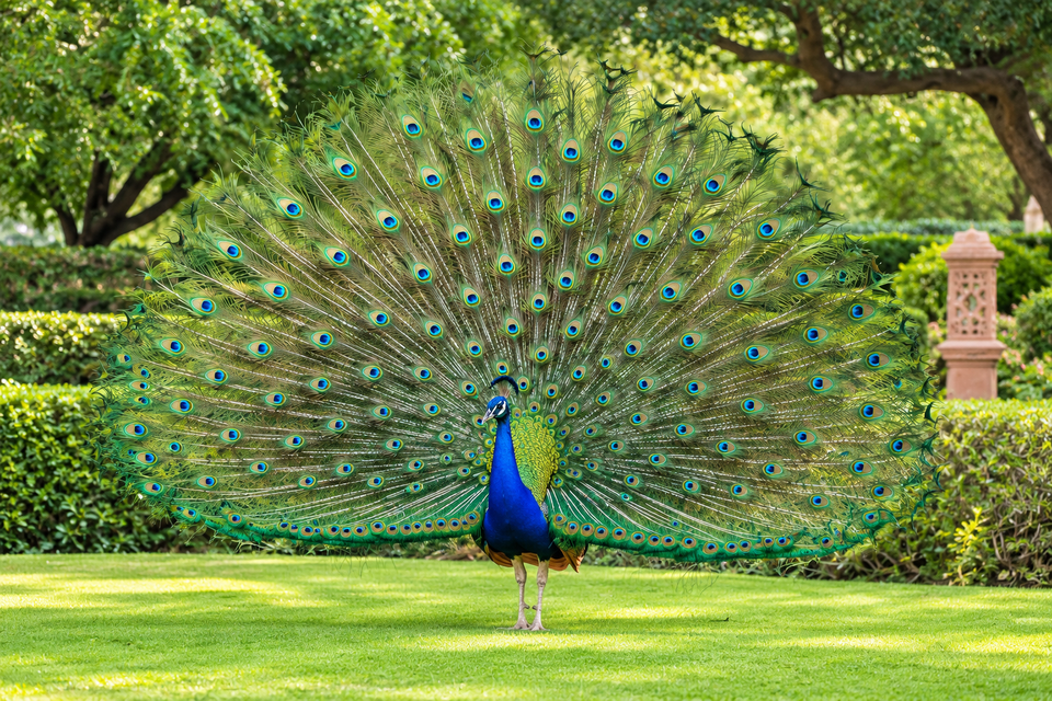 Peacocks in Indian Neighbourhoods: Legal Status and What to Do If One Visits Your Society