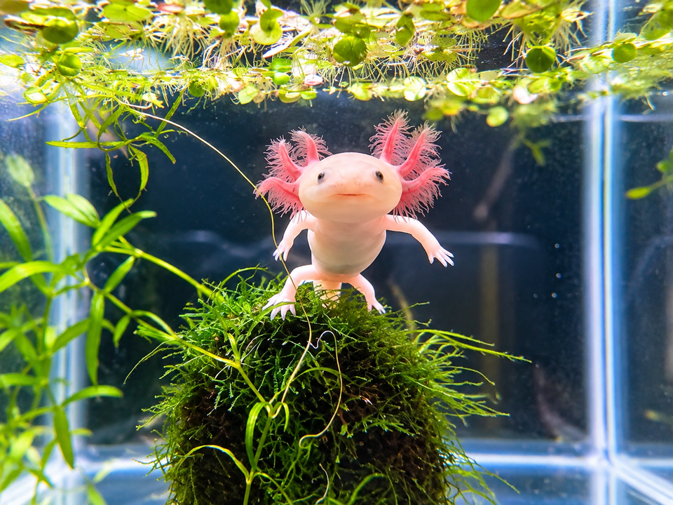 Axolotls: The "Walking Fish" That Regrows Its Own Limbs, Should You Really Keep One? 