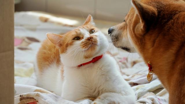 TruVet Pet Care Clinic Dog Cat
