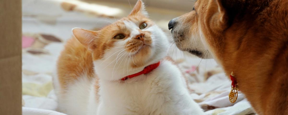 TruVet Pet Care Clinic Dog Cat