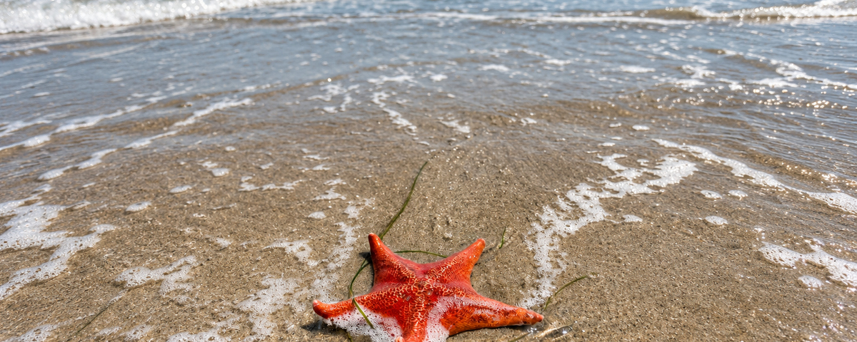 Starfish regrowing a lost arm on the ocean floor