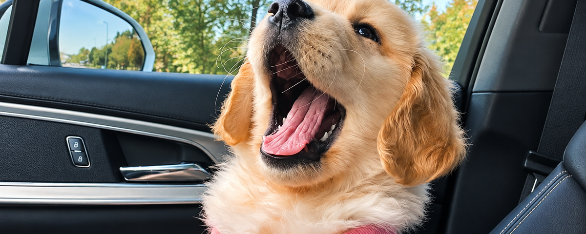 Dog yawning while resting near its owner