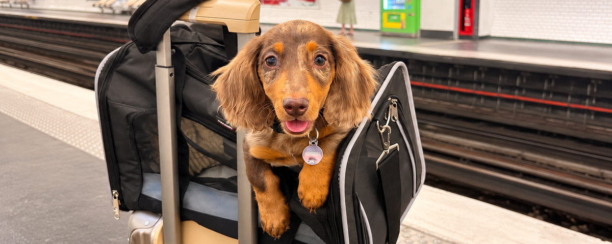 Dog in a carrier ready for travel with owner