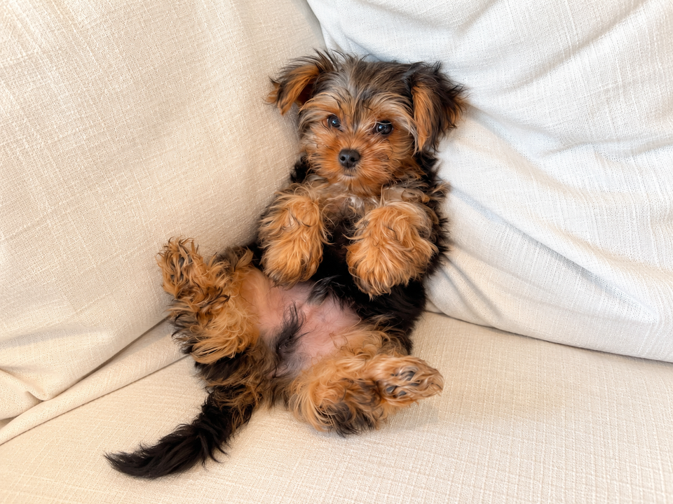 Why Does My Dog Pee on Everything? The Science of Scent Marking