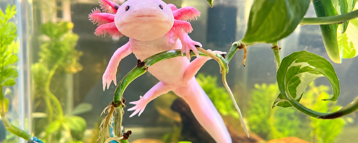 Axolotl swimming in a cool water aquarium
