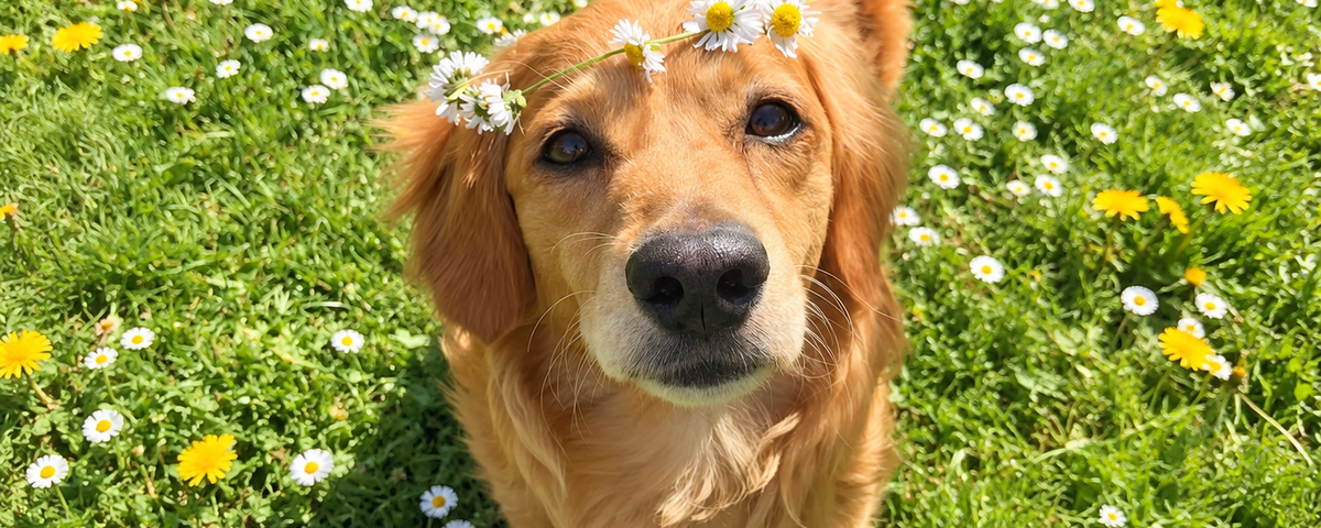 Dog wearing a GPS tracker collar