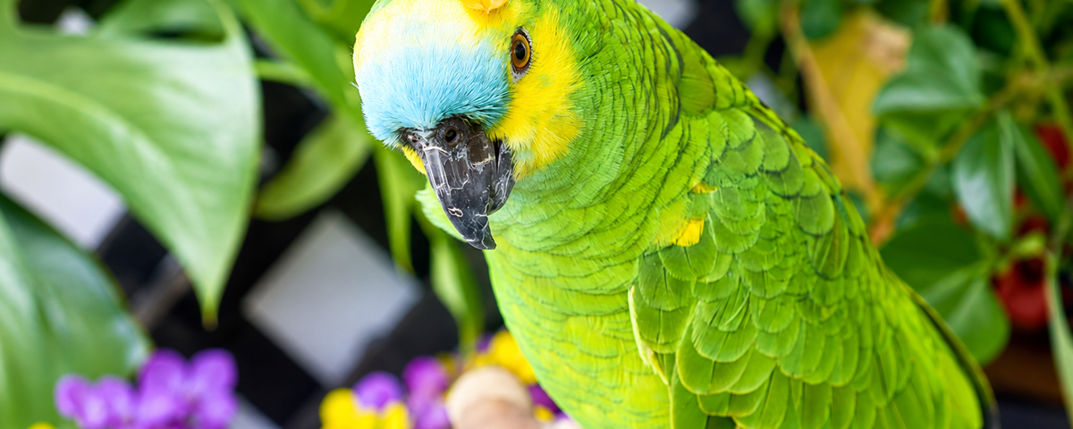 African Grey parrot perched and observing its surroundings