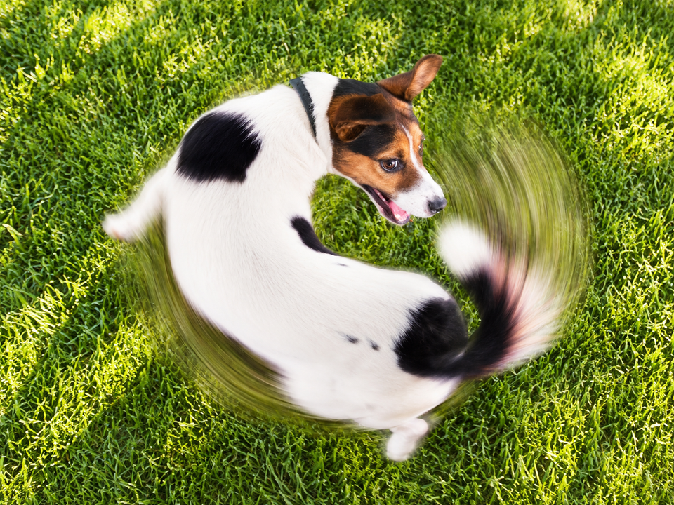 Why Does My Dog Spin in Circles Before Lying Down? 