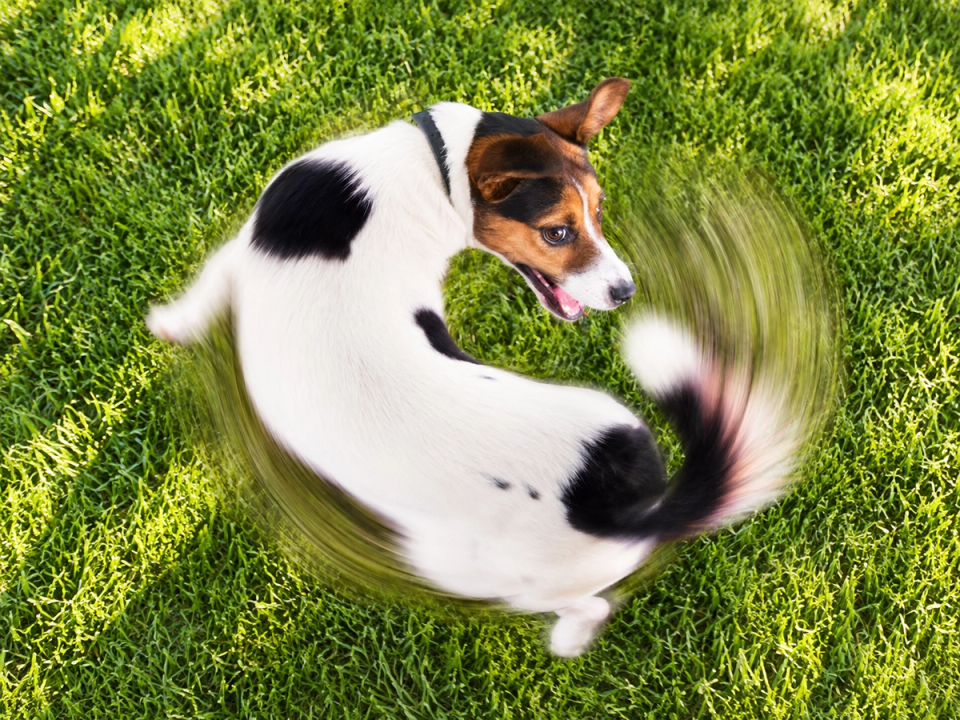 Why Does My Dog Spin in Circles Before Lying Down?