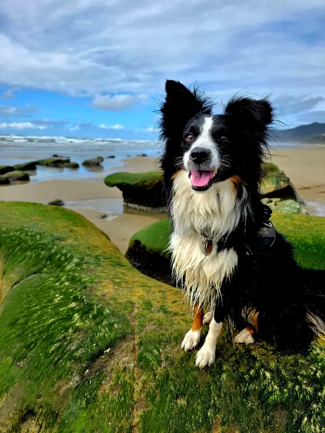 Summit loves the beach