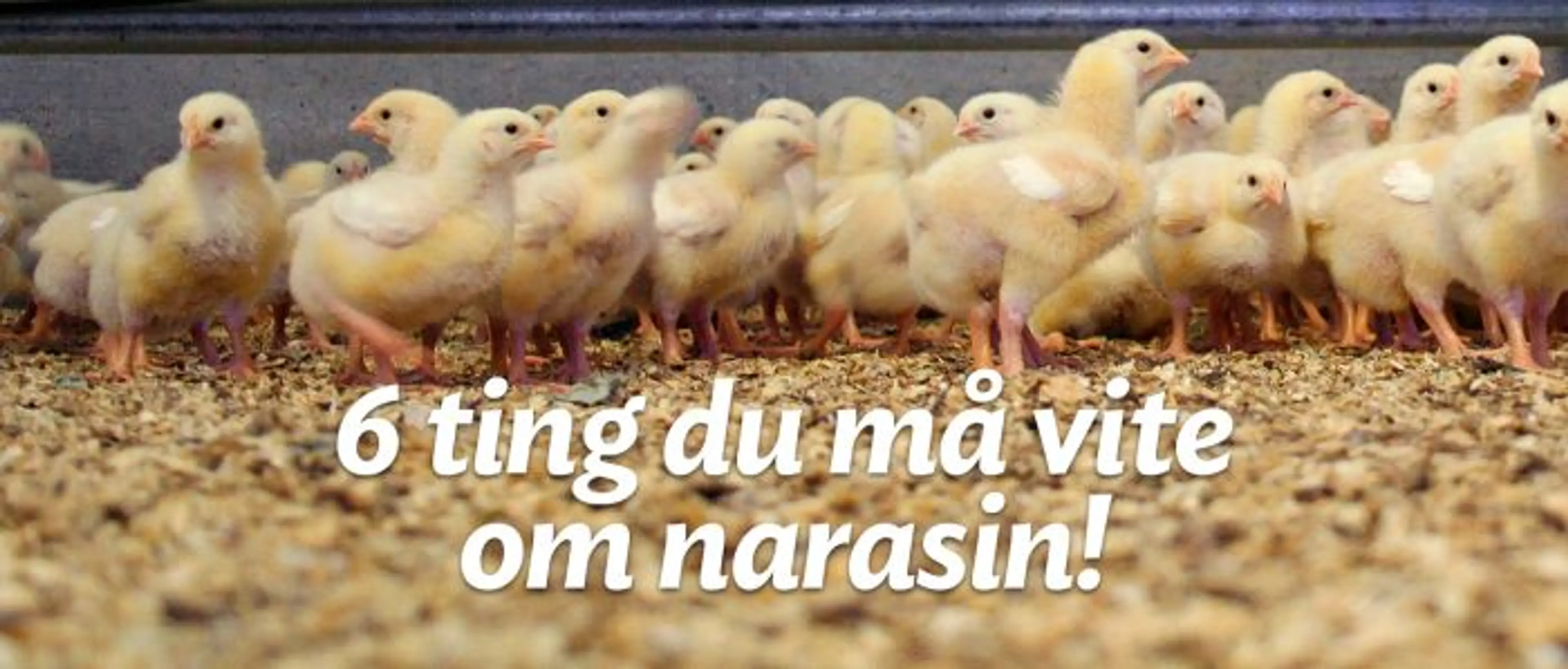 6 ting du må vite om narasin