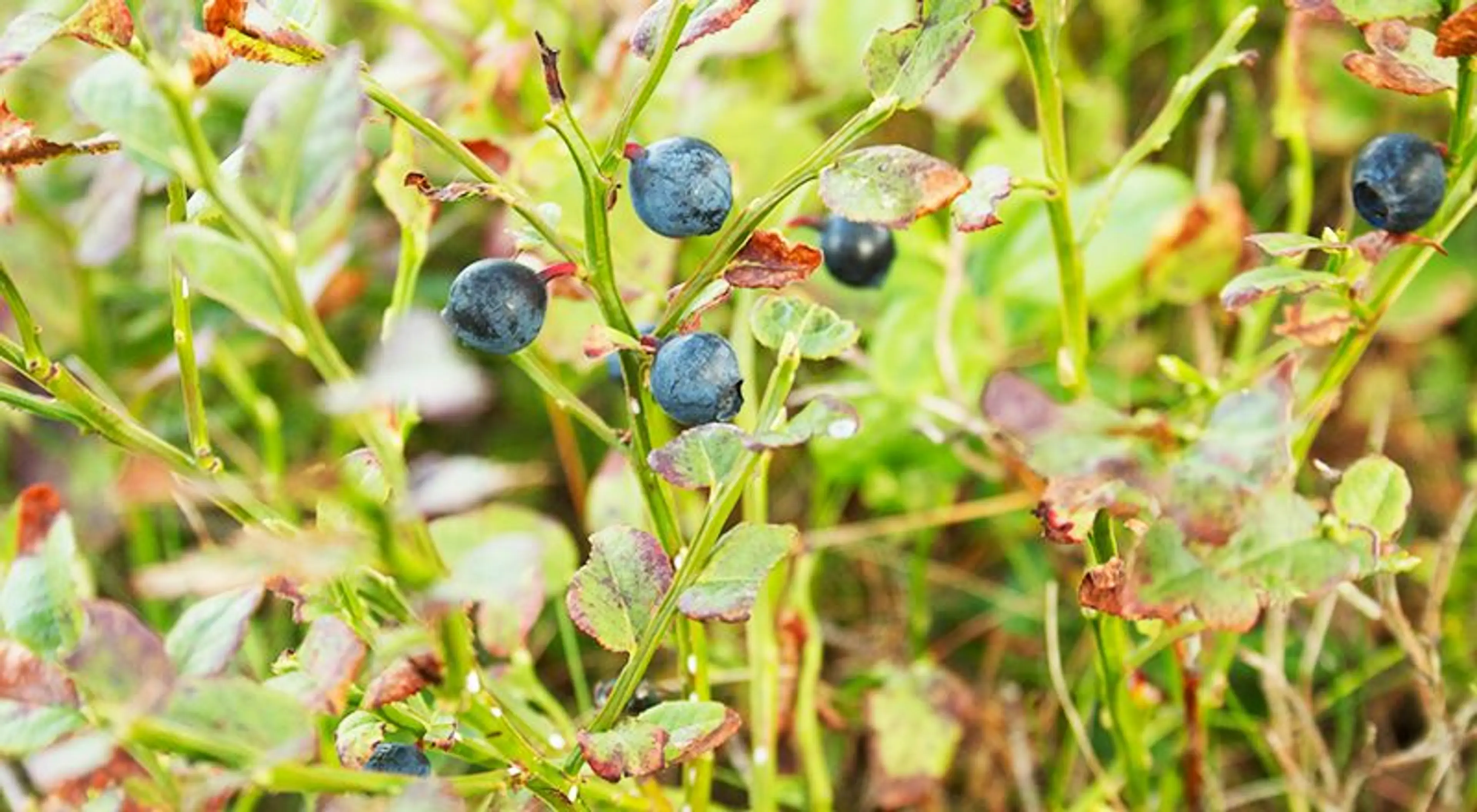 12 fantastiske råvarer du kan plukke i naturen akkurat nå!