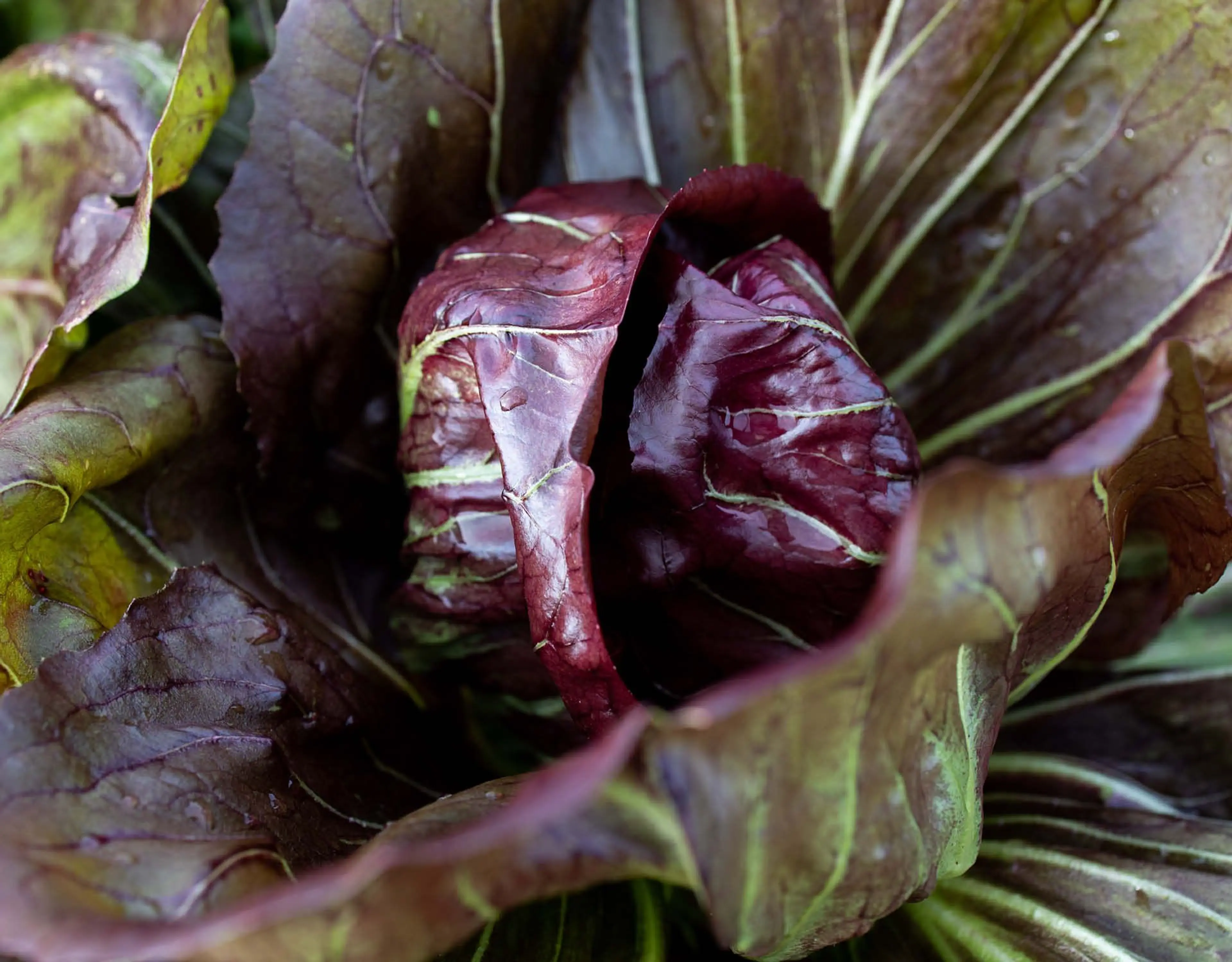 Salat med grillet radicchio rosso