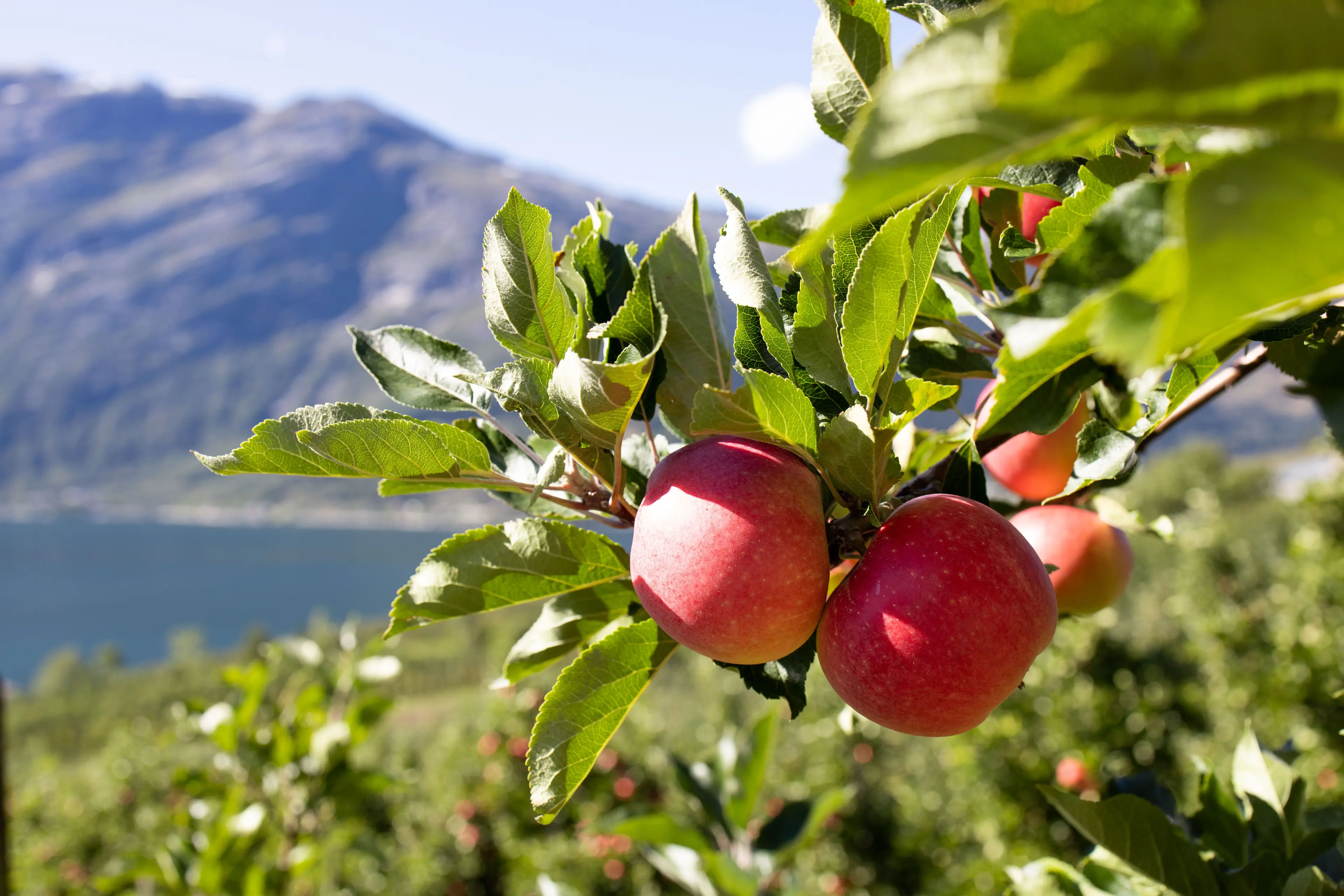 Hardangerepler – en kjær matskatt