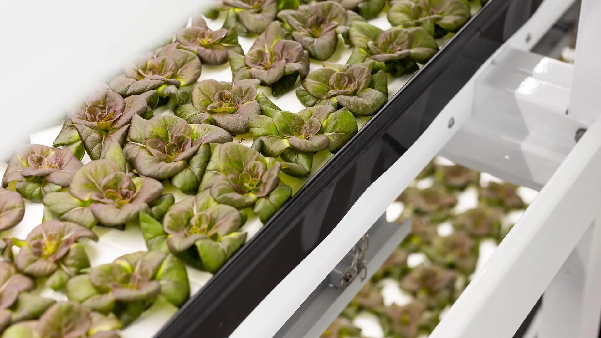 Norsk, spiseklar salat fra ONNA hos Adams Matkasse