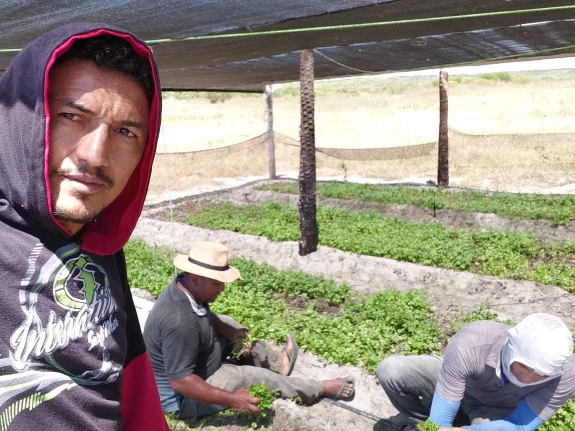 Agricultor no viveiro de mudas
