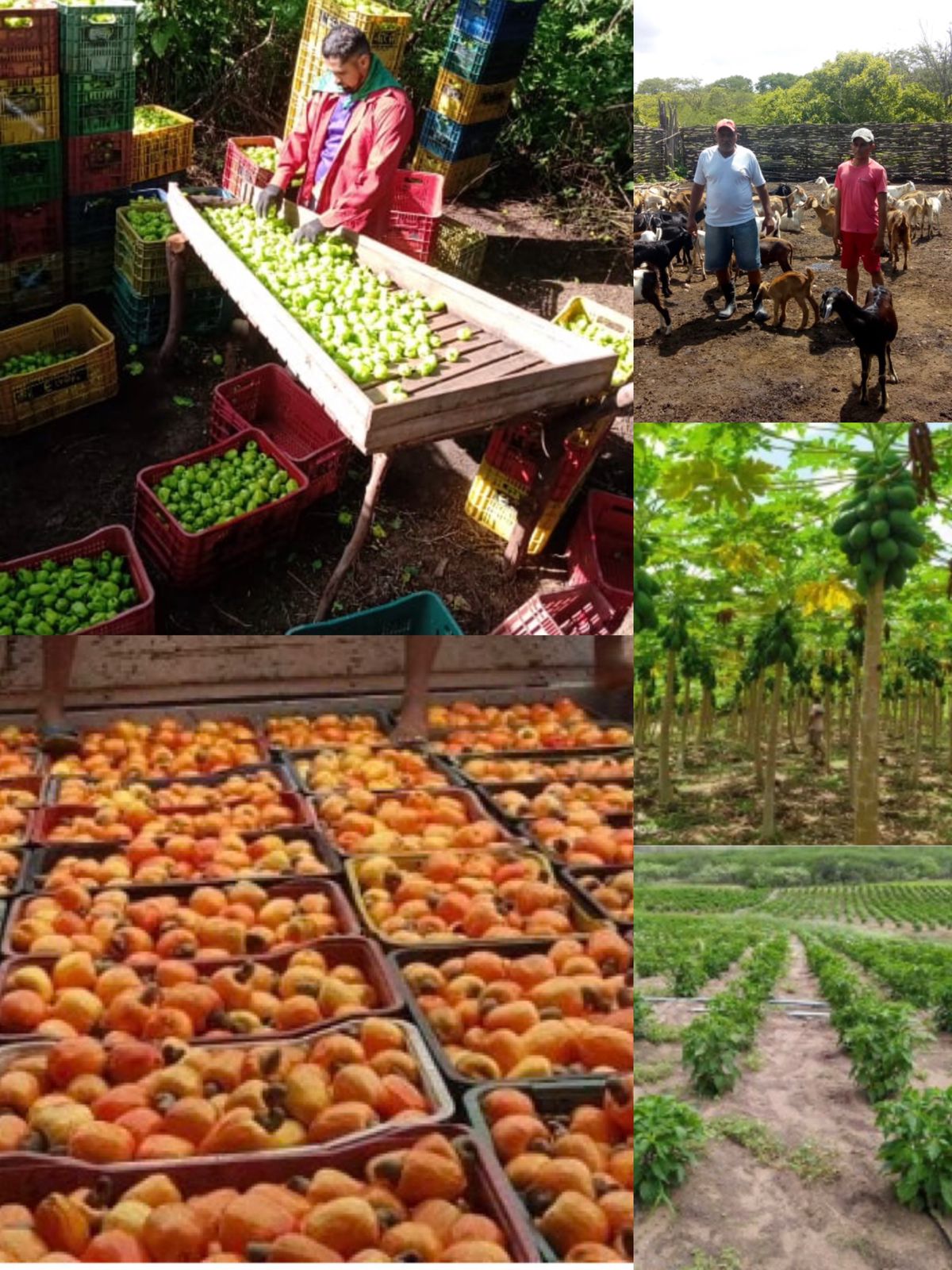 AGRICULTURA FAMILIAR: COMERCIALIZAÇÃO E RENDA NO MEIO RURAL