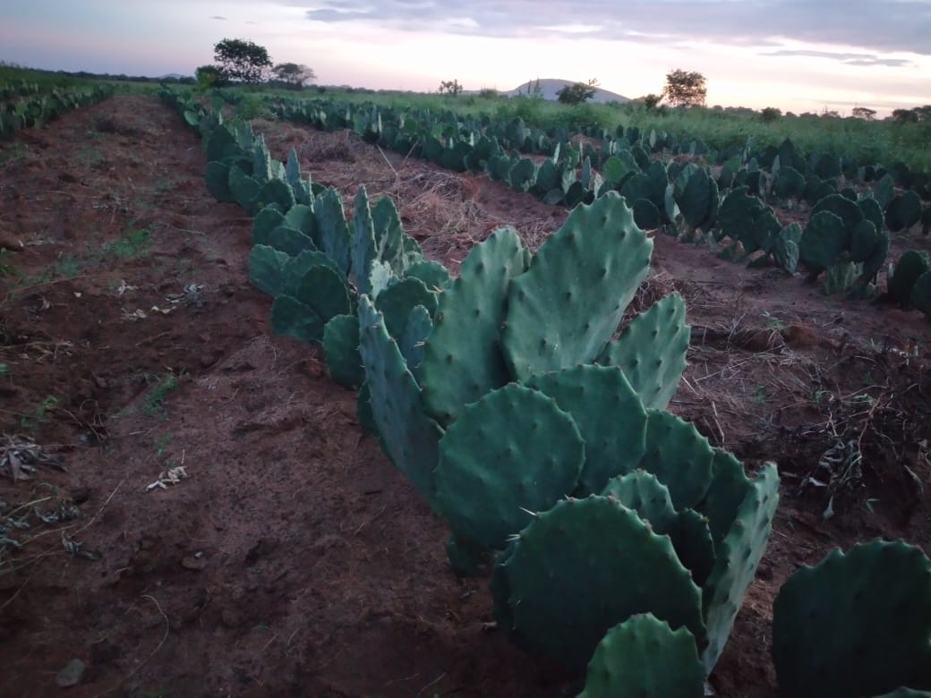 Plantio de palma forrageira