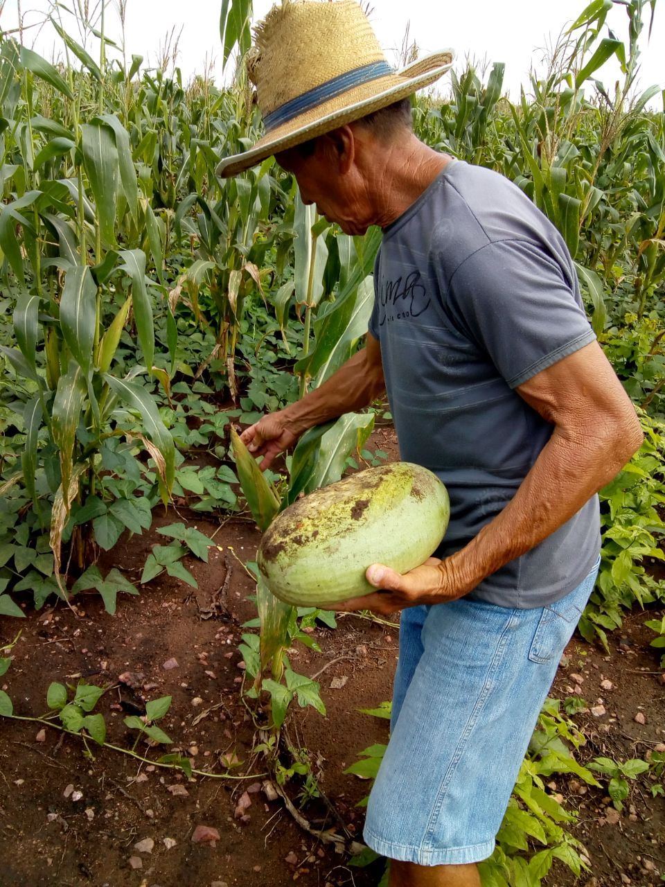 Agricultor colhendo melancia no roçado de milho