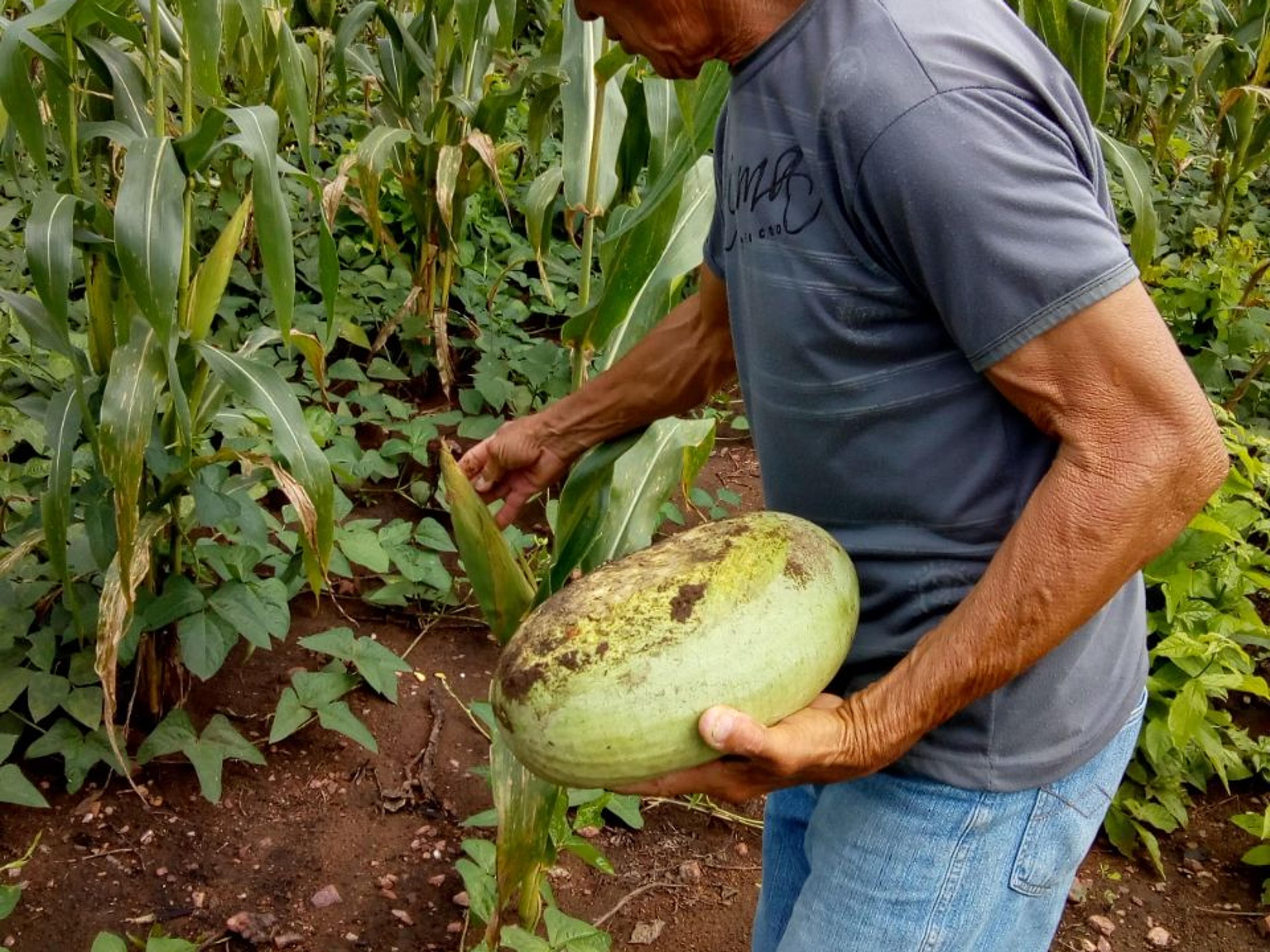 Agricultor colhendo melancia no roçado de milho