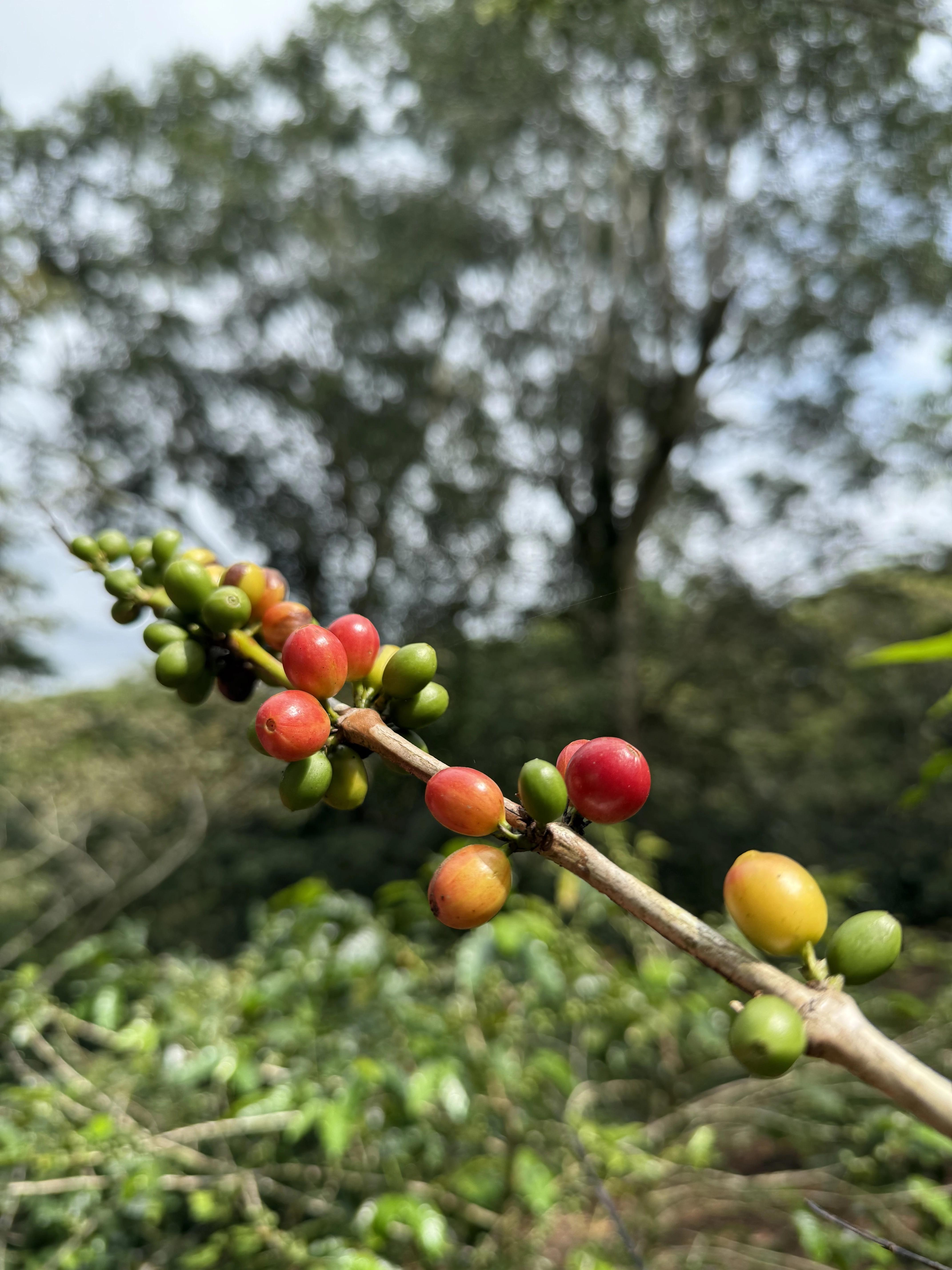 Historia del cafetal 2