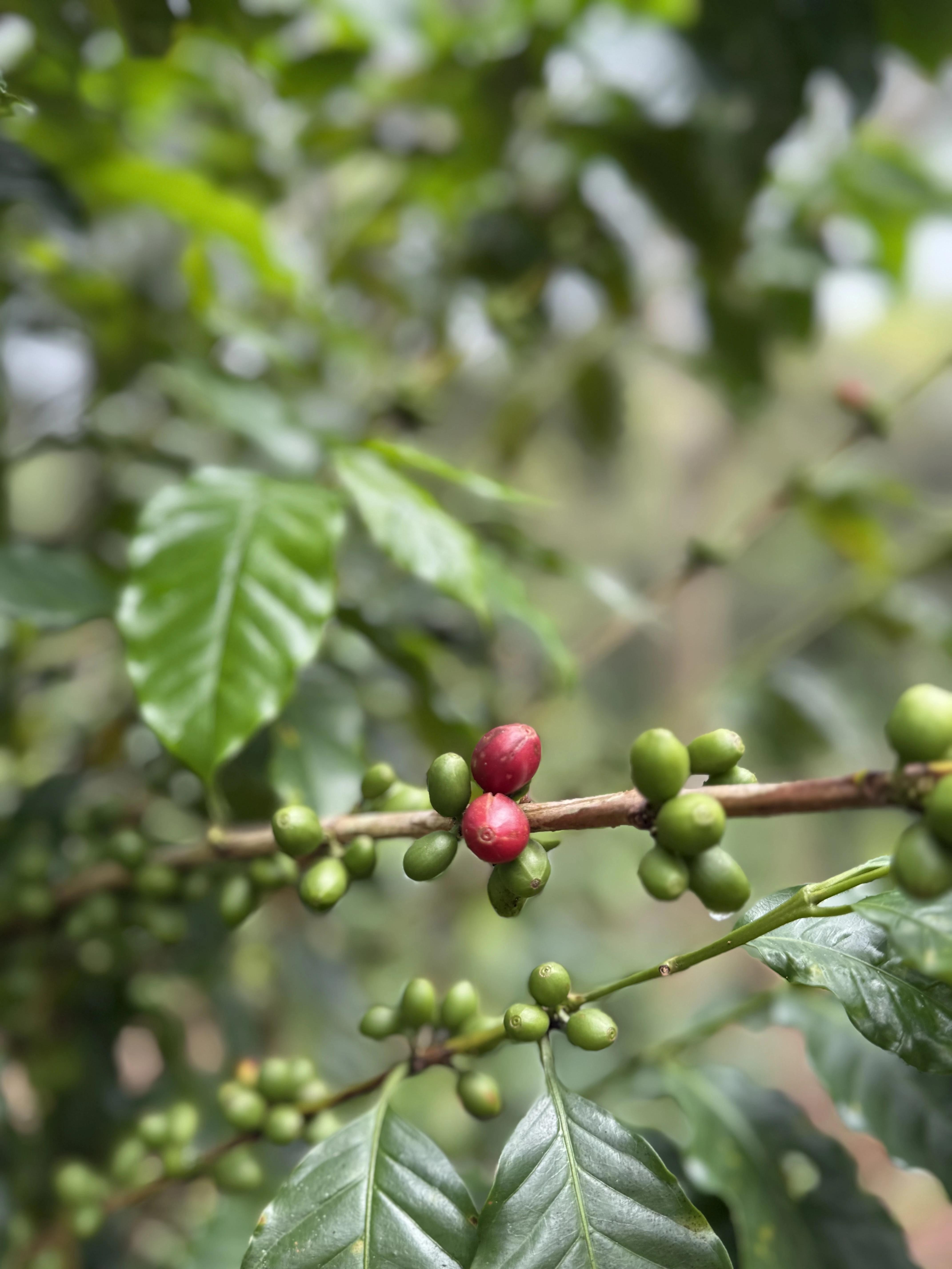 Historia del cafetal 5