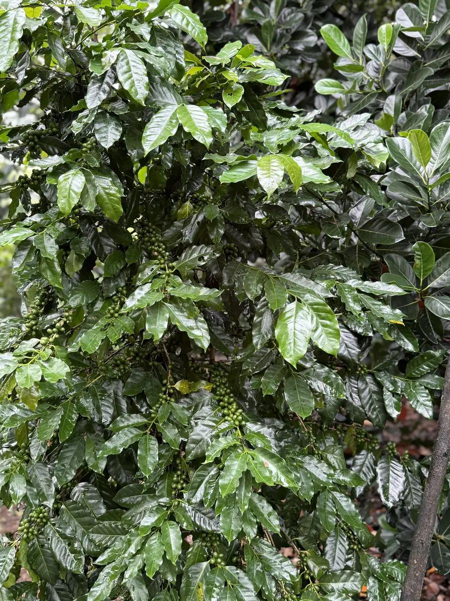Galería Lhasa Coffee 17