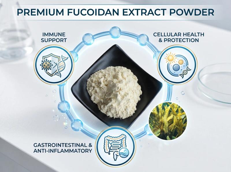 Fucoidan Powder — Okinawa Japan Brown Seaweed Extract | Premium Immune Support Supplement