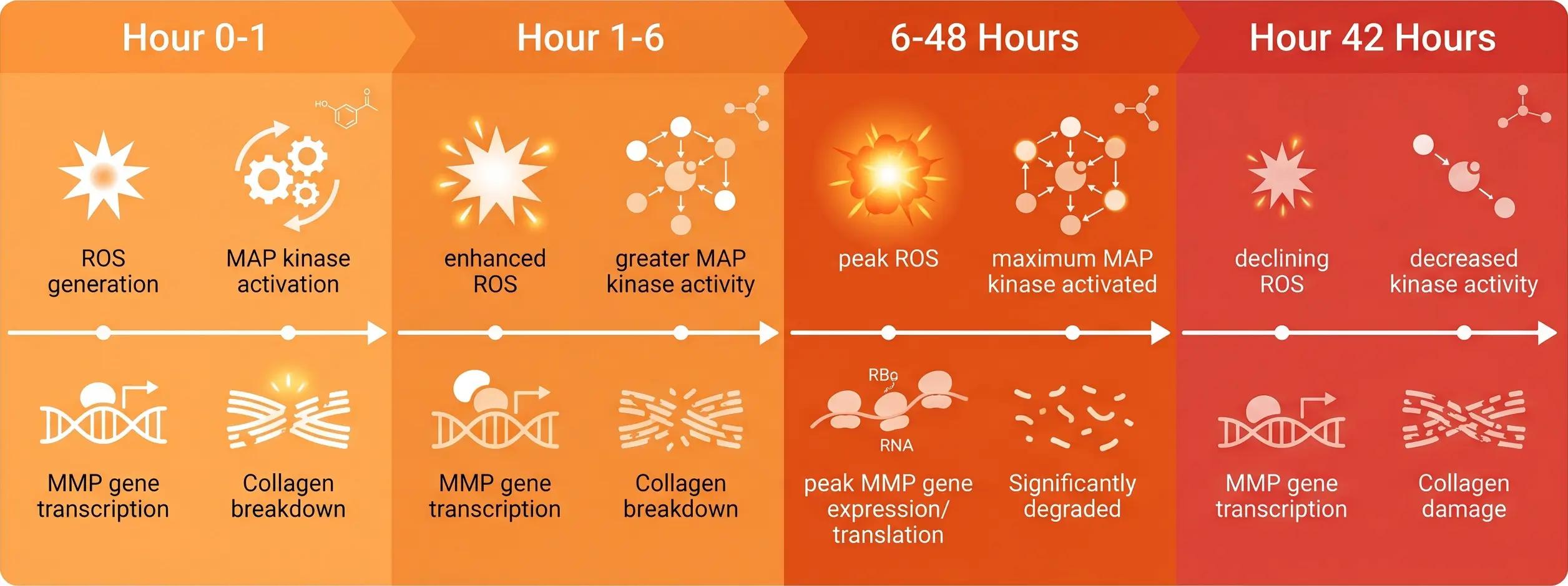 Timeline diagram of UV-induced collagen degradation cascade from 0 to 72 hours