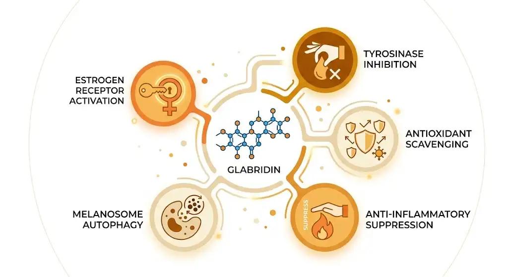 Diagram showing five mechanisms of glabridin action on skin pigmentation