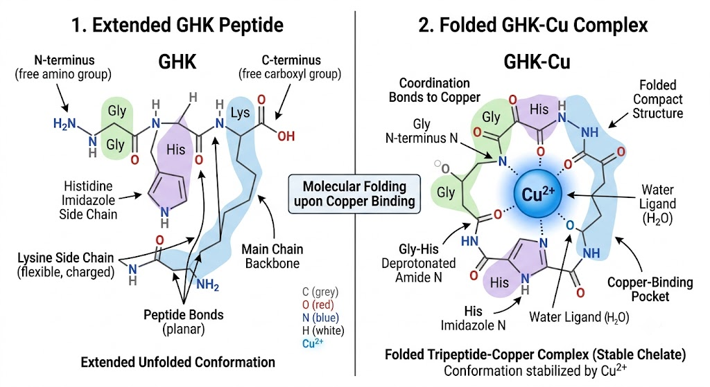 GHK-Cu tripeptide structure showing copper chelation conformational change