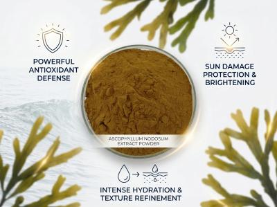 Ascophyllum Nodosum Extract — Bulk Raw Material