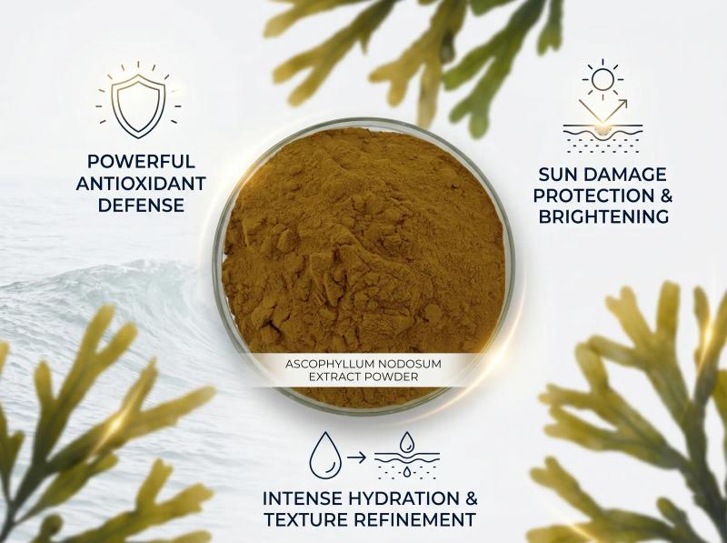 Ascophyllum Nodosum Extract — Bulk Raw Material