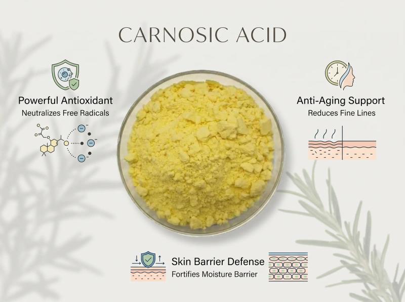 Carnosic Acid — Bulk Raw Material
