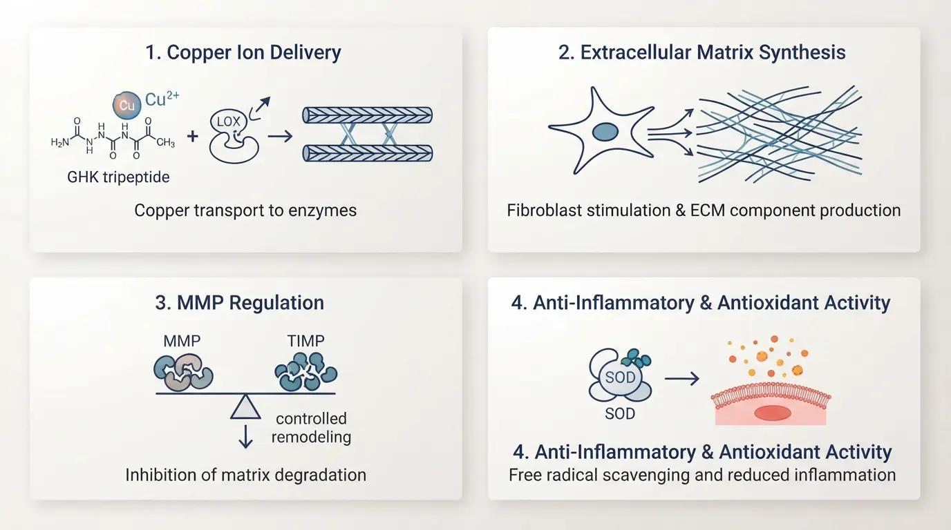 4-panel infographic outlining GHK-Cu mechanisms: copper delivery, ECM synthesis, MMP regulation, anti-inflammatory antioxidant activity