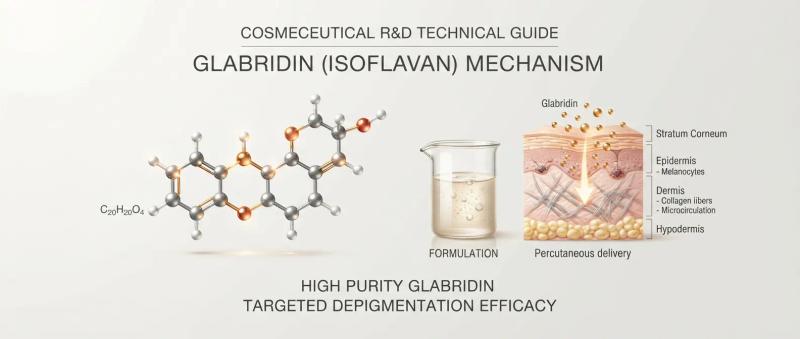 Glabridin Cream & Serum Formulation Guide: Concentration, Delivery Systems & Stability