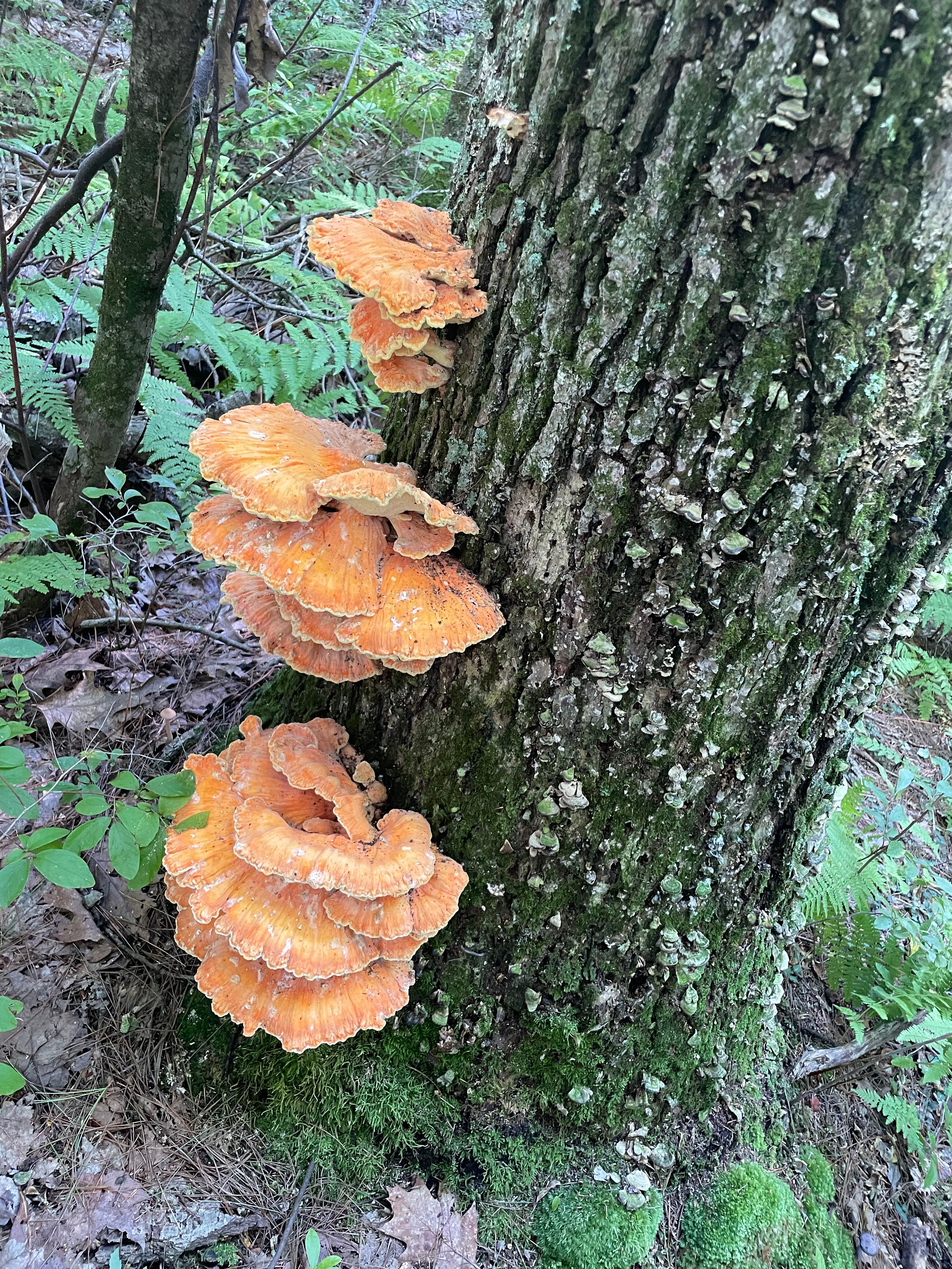 Foraged & Found