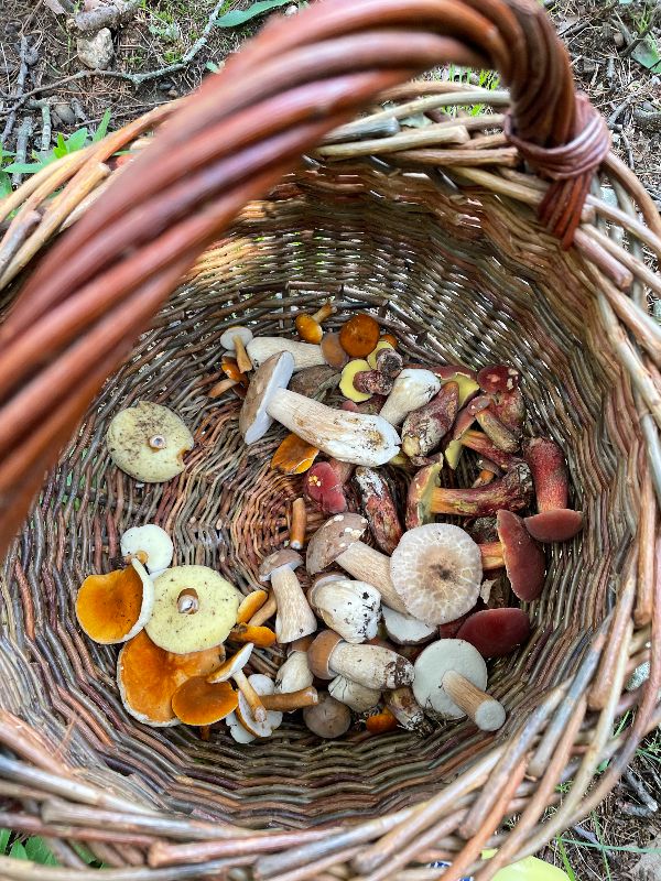 Mushroom Dinner with Tyler Akabane on Oct 8 & 9