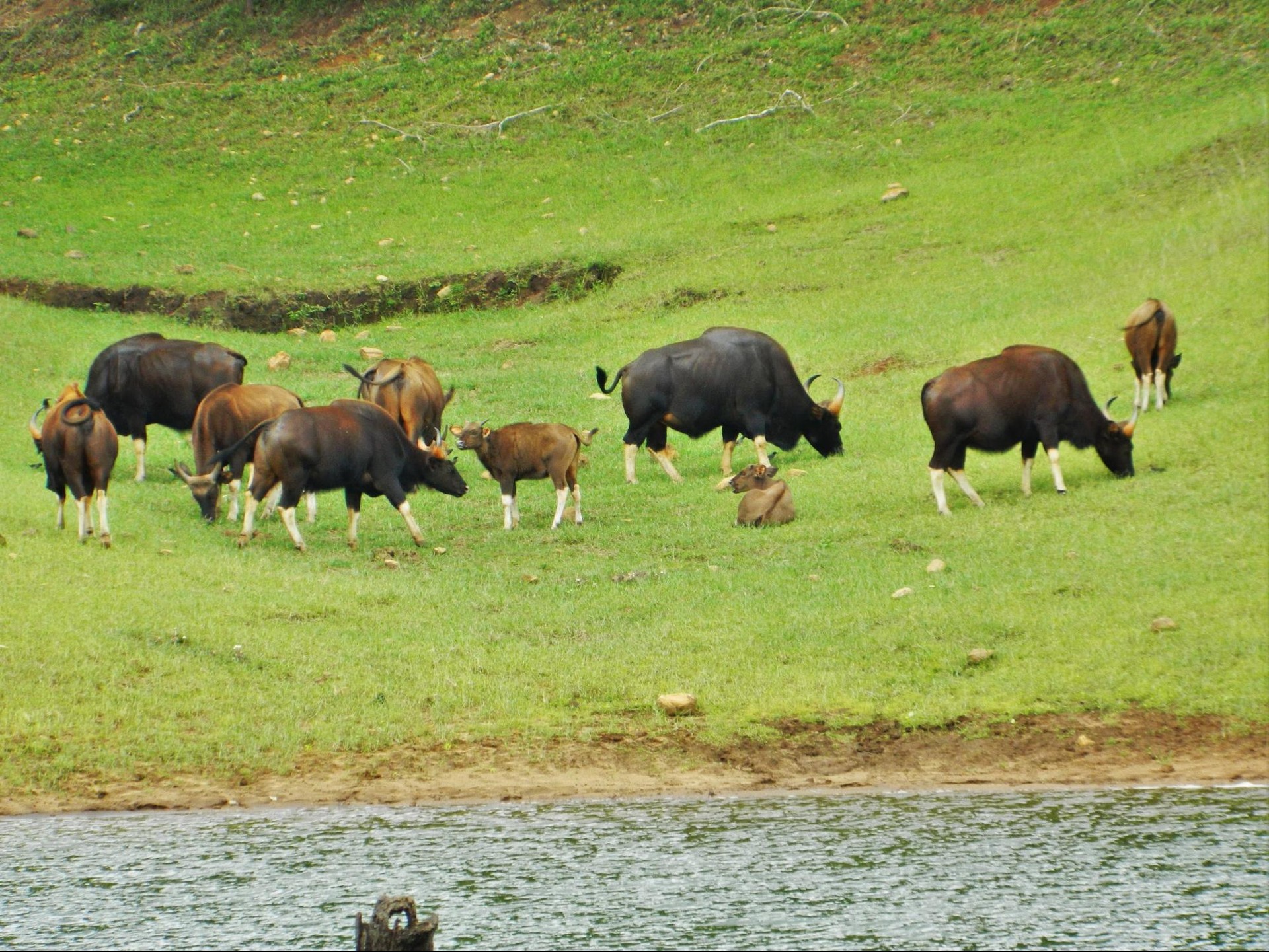 Thekkady cows