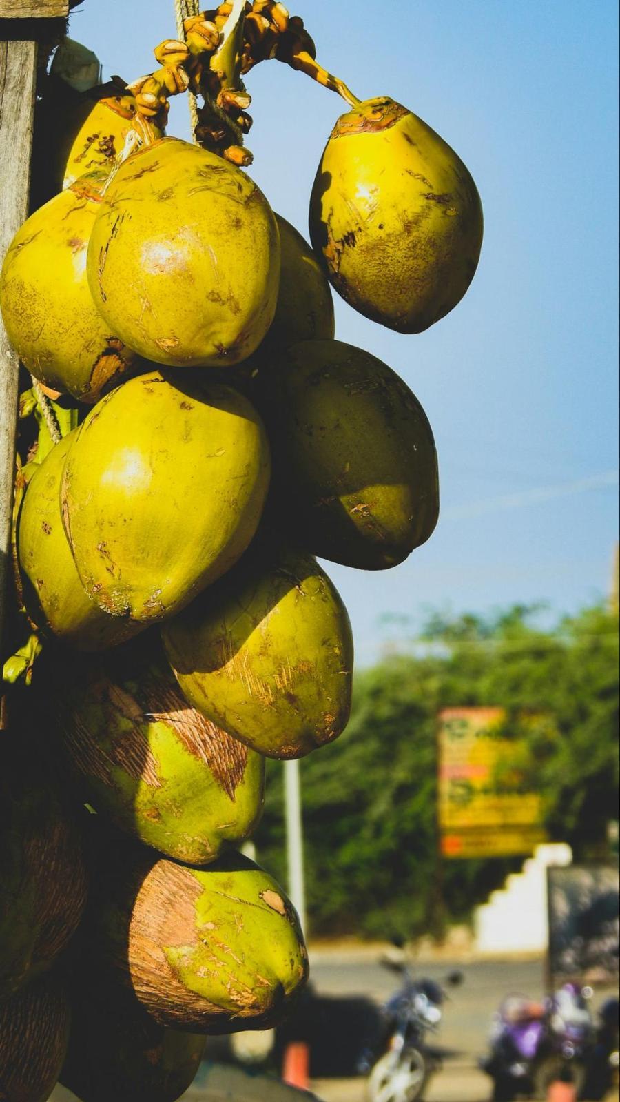 Fresh coconuts in Goa, India 