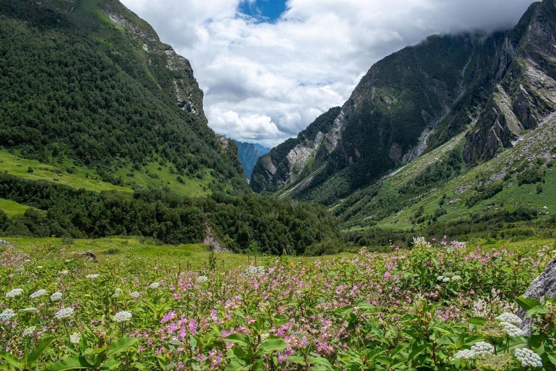 Valley of vibrant wildflowers