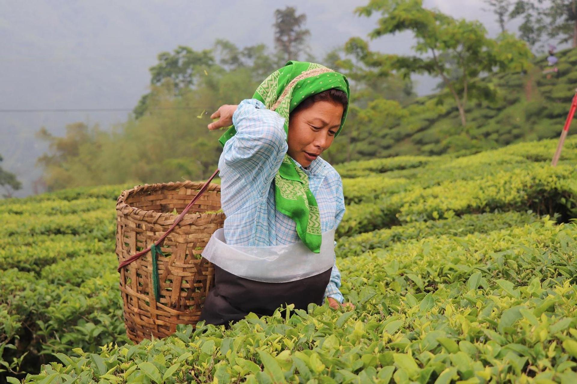 A woman picking the tea leaves