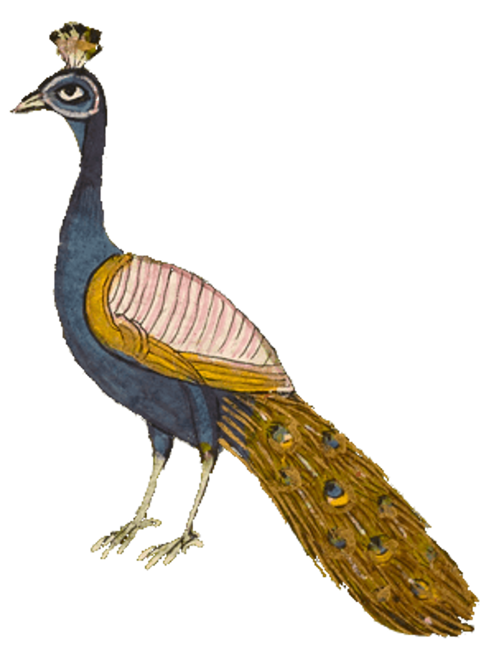 Decoration Peacock